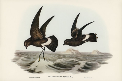 Picture of WILSONS STORM PETREL-THALASSIDROMA WILSONII