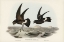 Picture of WILSONS STORM PETREL-THALASSIDROMA WILSONII