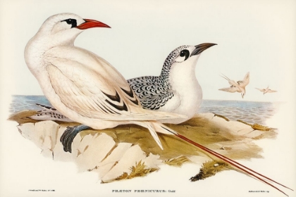 Picture of RED-TAILED TROPIC BIRD-PHAETON PHOENICURUS