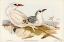 Picture of RED-TAILED TROPIC BIRD-PHAETON PHOENICURUS