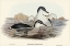 Picture of FAIRY PENGUIN-SPHENISCUS UNDINA