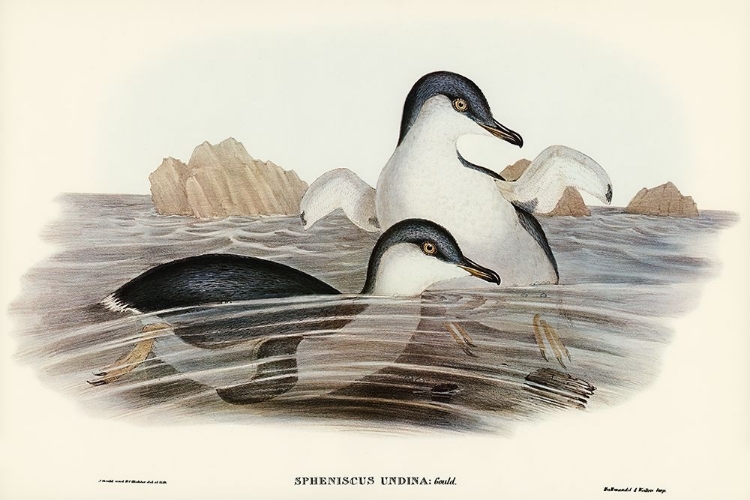 Picture of FAIRY PENGUIN-SPHENISCUS UNDINA