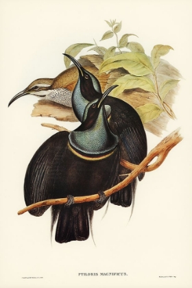 Picture of MAGNIFICENT RIFLE-BIRD-PTILORIS MAGNIFICA