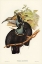 Picture of MAGNIFICENT RIFLE-BIRD-PTILORIS MAGNIFICA