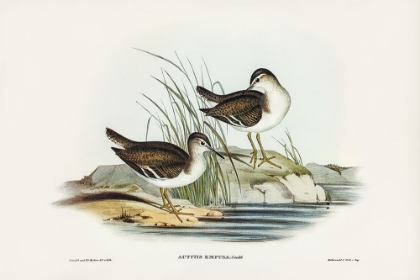 Picture of FAIRY SANDPIPER-ACTITIS EMPUSA