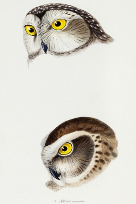 Picture of SPOTTED OWL-ATHENE MACULATA AND BOOBOOK OWL-ATHENE BOOBOOK