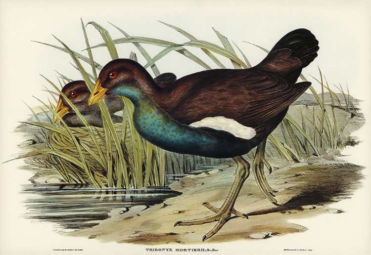 Picture of TASMANIAN NATIVEHEN MORTIERS TRIBONYX-TRIBONYX MORTIERI