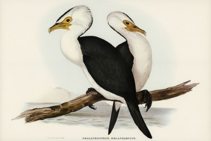 Picture of LITTLE PIED CORMORANT-PHALACROCORAX MELANOLEUCUS