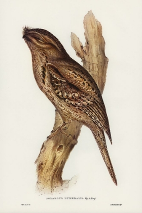 Picture of TAWNY-SHOULDERED FROGMOUTH-PODARGUS HUMERALS