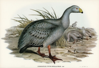 Picture of CEREOPSIS GOOSE-CEREOPSIS NOVAE-HOLLANDIAE