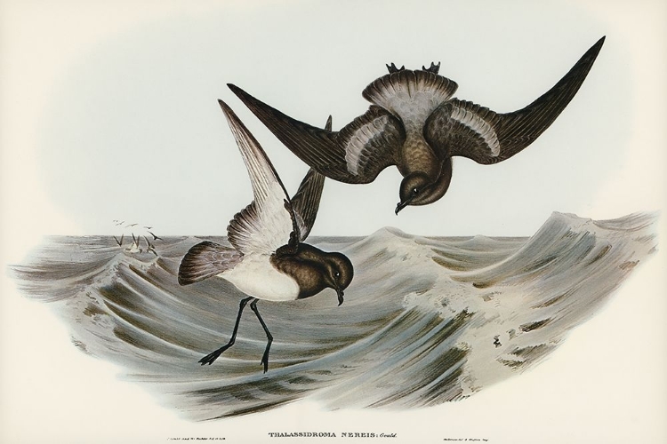 Picture of GREY-BACKED STORM PETREL-THALASSIDROMA NEREIS