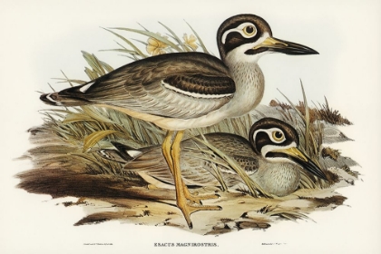 Picture of LARGE-BILLED PLOVER-ESACUS MAGNIROSTRIS