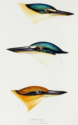 Picture of SACRED KINGFISHER-COLLARED KINGFISHER AND GUAM KINGFISHER