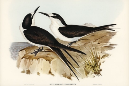 Picture of SOOTY TERN-ONYCHOPRION FULIGINOSUS