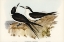 Picture of SOOTY TERN-ONYCHOPRION FULIGINOSUS