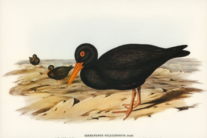 Picture of SOOTY OYSTER-CATCHER-HAEMATOPUS FULIGINOSUS