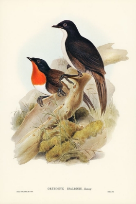 Picture of SPALDINGS ORTHONYX-ORTHONYX SPALDINGI