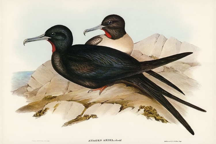 Picture of SMALL FRIGATE BIRD-ATTAGEN ARIEL