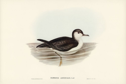 Picture of ALLIED PETREL-PUFFINUS ASSIMILIS