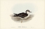 Picture of ALLIED PETREL-PUFFINUS ASSIMILIS