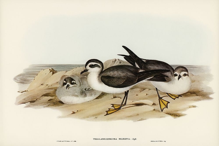 Picture of WHITE-FACED STORM PETREL-THALASSIDROMA MARINA