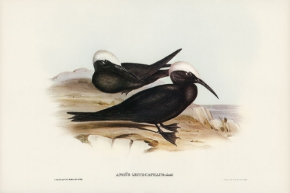 Picture of WHITE-CAPPED TERN-ANOUS LEUCOCAPILLUS