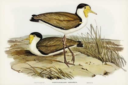 Picture of WATTLE PEWIT-LOBIVANELLUS LOBATUS