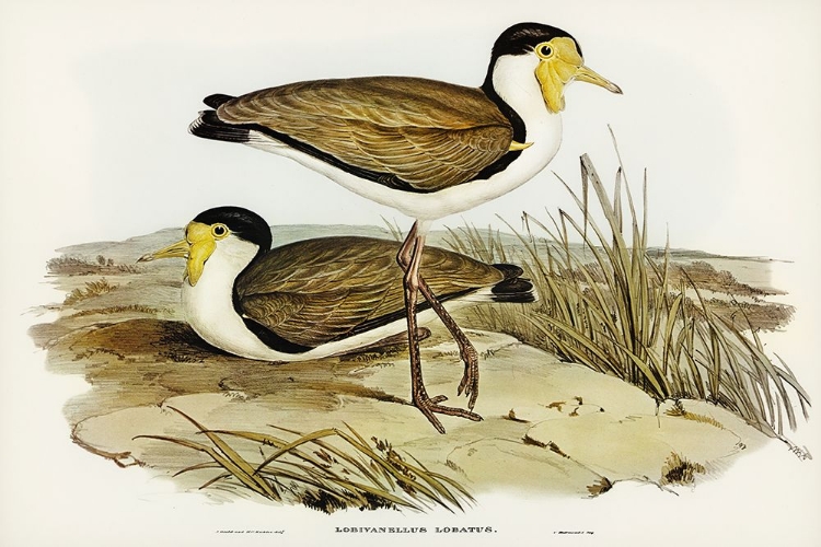 Picture of WATTLE PEWIT-LOBIVANELLUS LOBATUS