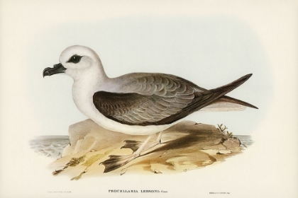 Picture of WHITE-HEADED PETREL-PROCELLARIA LESSONII