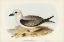 Picture of WHITE-HEADED PETREL-PROCELLARIA LESSONII