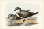 Picture of SOFT-PLUMAGED PETREL-PROCELLARIA MOLLIS