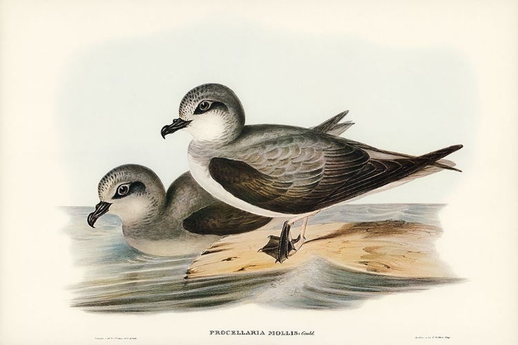 Picture of SOFT-PLUMAGED PETREL-PROCELLARIA MOLLIS