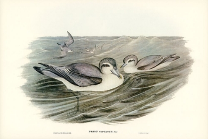 Picture of BROAD-BILLED PRION-PRION VITTATUS