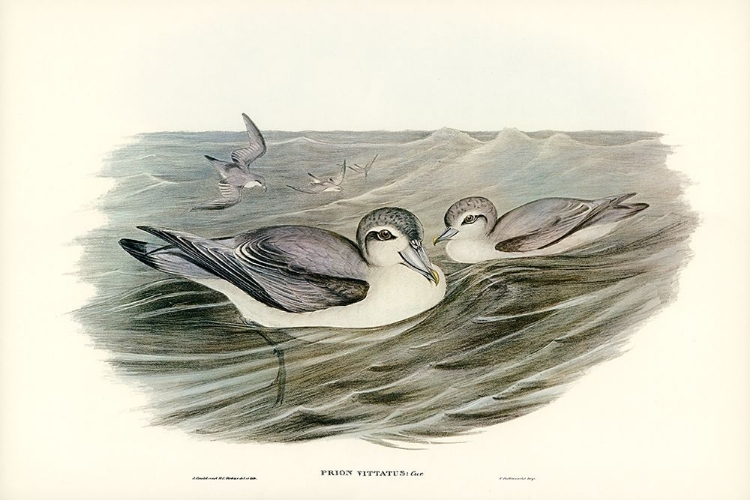 Picture of BROAD-BILLED PRION-PRION VITTATUS