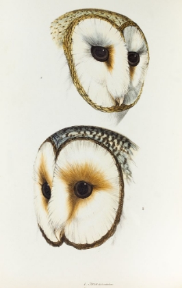 Picture of DELICATE OWL-STRIX DELICATULUS AND RING-EYED OWL-STRIX CYCLOPS