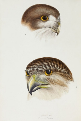 Picture of BOOBOOK-ATHENE FORTIS AND POWERFUL OWL-ATHENE STRENUA