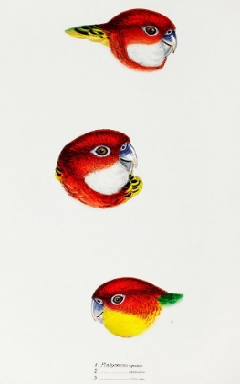 Picture of FIERY PARRAKEET-EASTERN ROSELLA AND WESTERN ROSELLA