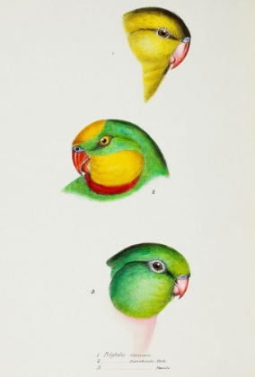 Picture of REGENT PARROT AND SUPERB PARROT