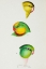Picture of REGENT PARROT AND SUPERB PARROT