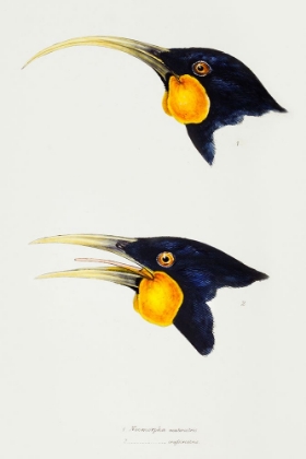 Picture of HUIA-FEMALE AND HUIA-MALE