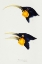 Picture of HUIA-FEMALE AND HUIA-MALE