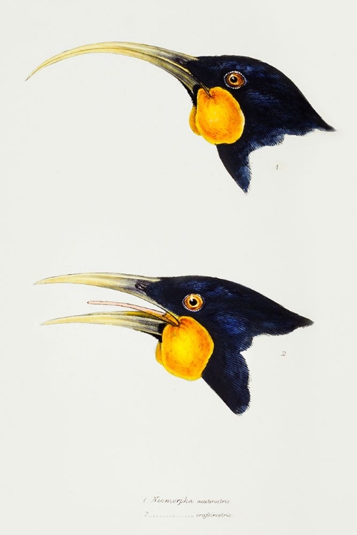 Picture of HUIA-FEMALE AND HUIA-MALE