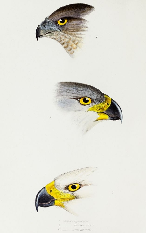 Picture of AUSTRALLAN GOSHAWK AND GREY GOSHAWK