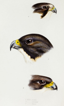 Picture of WHITE FRONTED FALCON-BLACK-CHEEKED FALCON AND NEW ZEALAND FALCON
