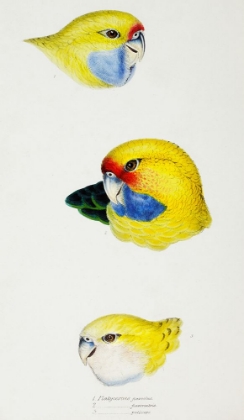 Picture of YELLOW ROSELLA-YELLOW-BELLIED PARRAKEET AND PALE-HEADED ROSELLA