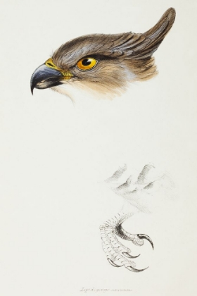 Picture of THE PACIFIC BAZA-LEPIDOGENYS SUBCRISTATUS