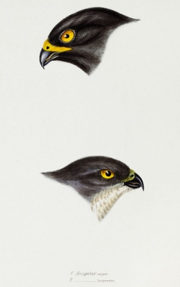 Picture of BLACK SPARROW HAWK AND COLLARED SPARROW HAWK