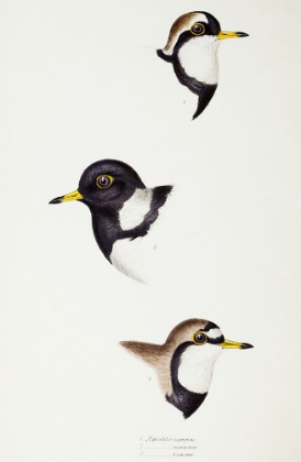 Picture of BLACK-FRONTED DOTTEREL-LESSER SAND-PLOVER AND DOUBLE-BANDED PLOVER