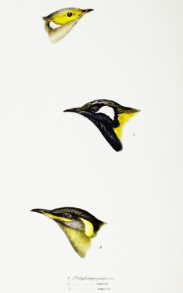 Picture of WHITE-PLUMED HONEYEATER-WHITE-EARED HONEYEATER AND YELLOW-EARED HONEYEATER