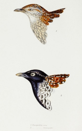 Picture of BUTTONQUAIL AND BLACK-BREASTED BUTTONQUAIL